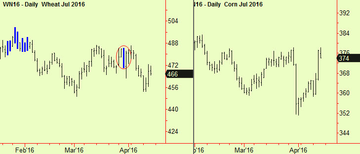 Wheat & corn update