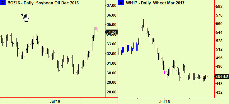 Bean oil top, wht comp