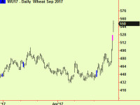 Wheat rises sharply